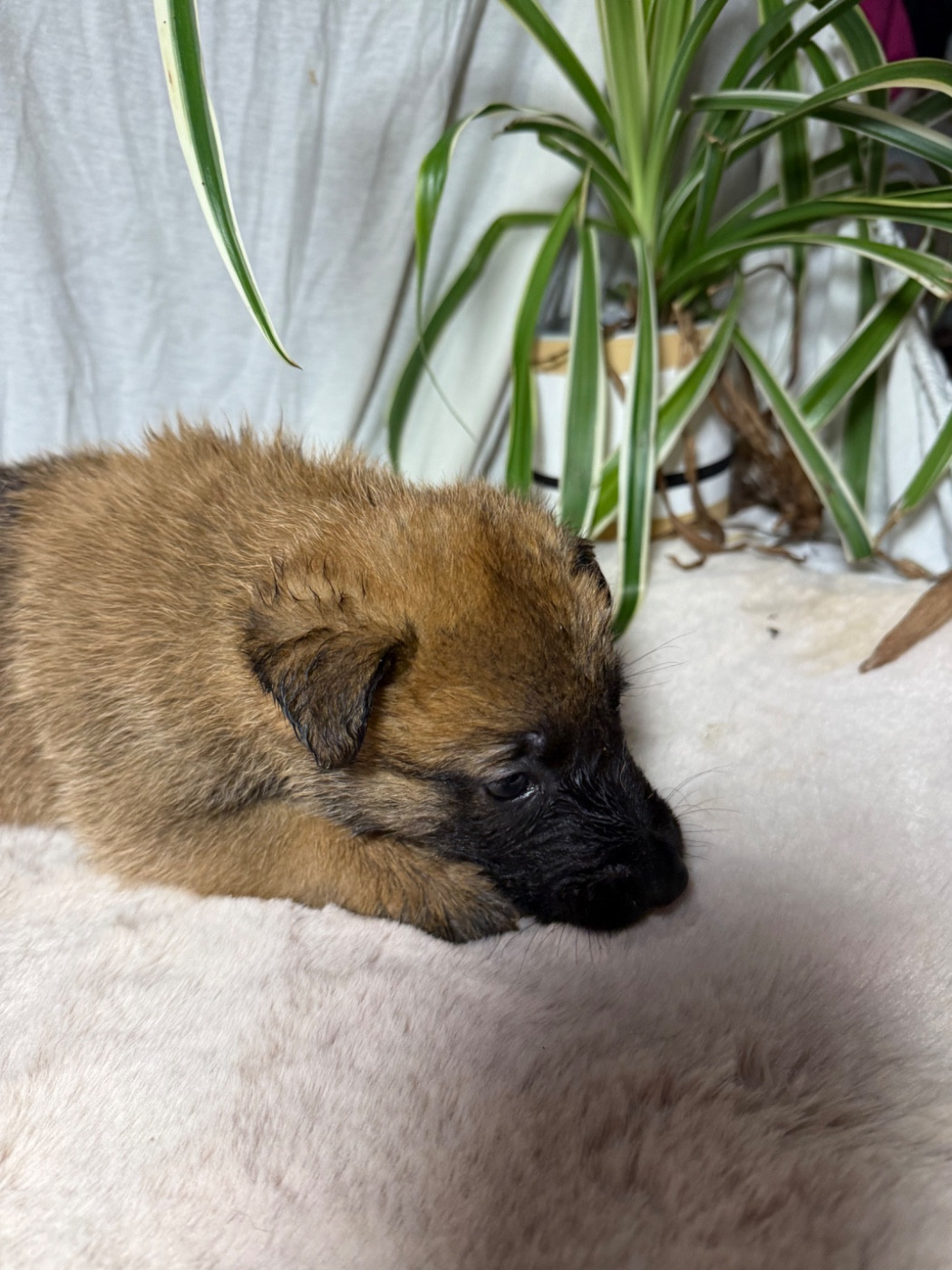 Des Flèches D'Artémis - Chiots disponibles - Berger Belge