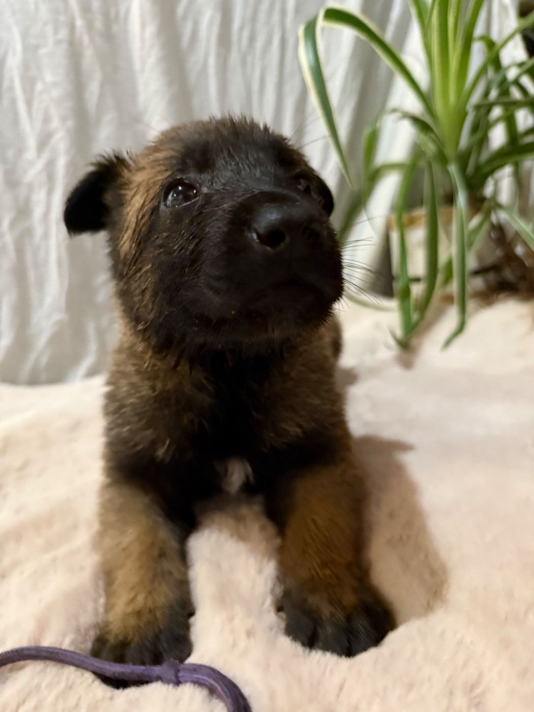 Des Flèches D'Artémis - Chiots disponibles - Berger Belge