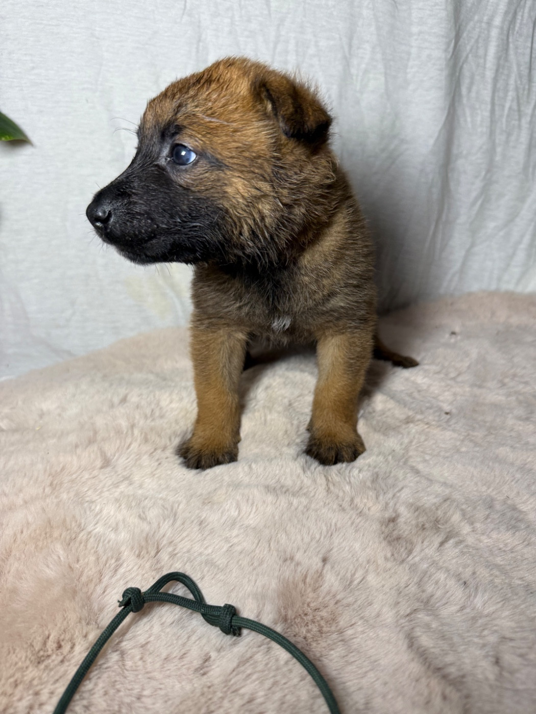 Des Flèches D'Artémis - Chiots disponibles - Berger Belge