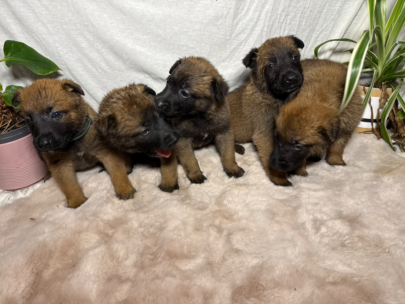 Chiot Berger Belge Des Flèches D'Artémis