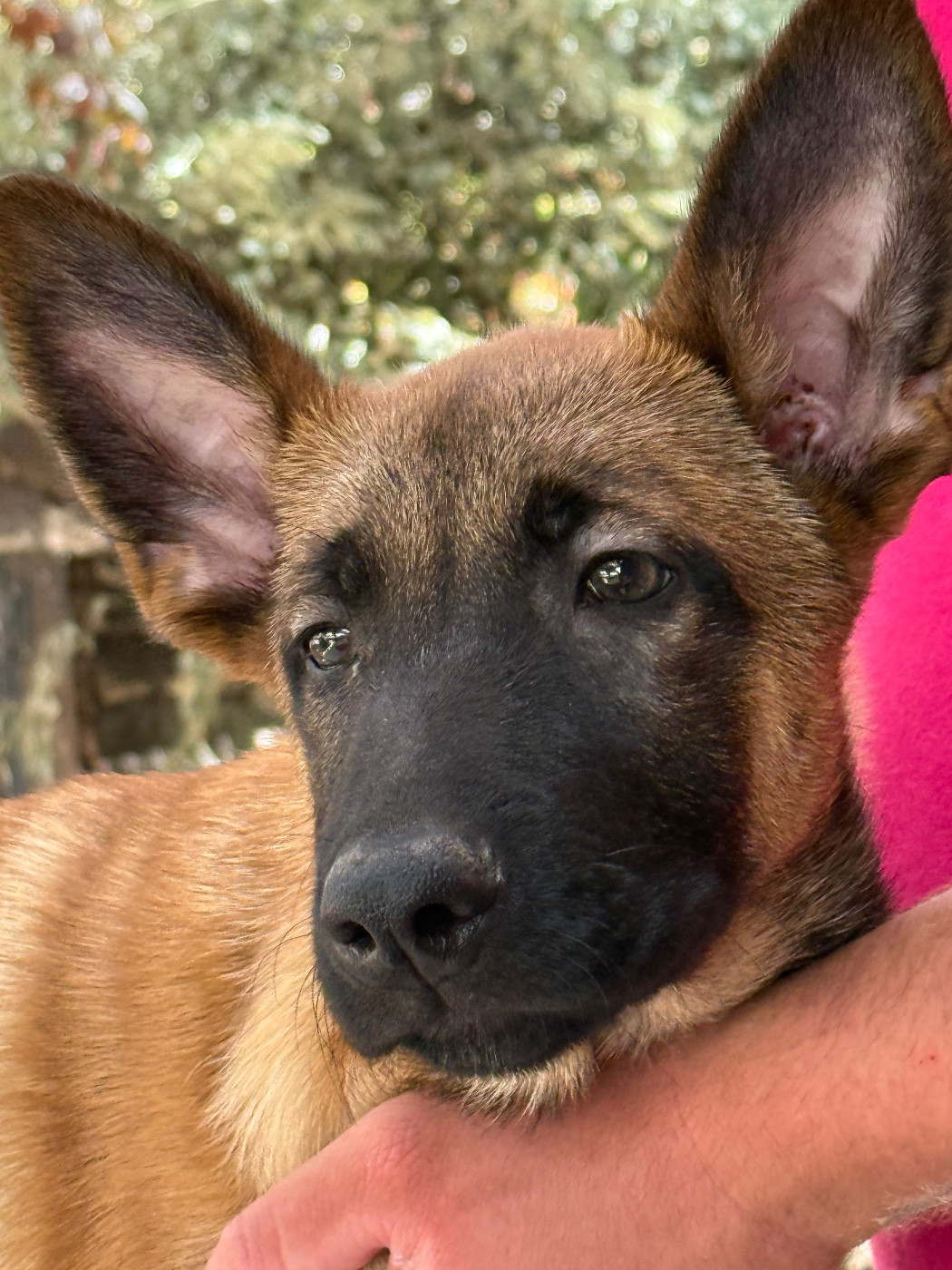 Des Flèches D'Artémis - Chiots disponibles - Berger Belge